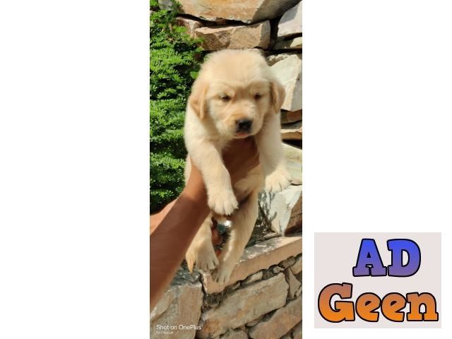 used Golden Retriever Male Puppy Best Pet Shop in Jalandhar City 9780741013 for sale 